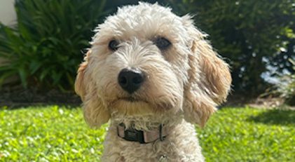 Hazel