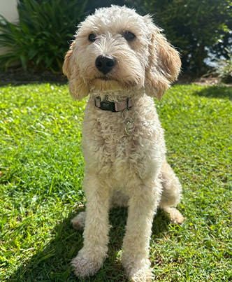 Hazel