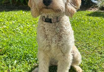 Hazel