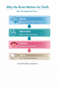 Primitive reflexes in child development